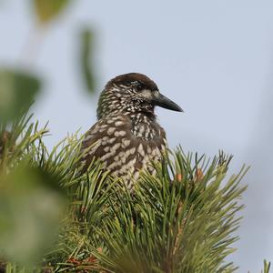 Spotted Nutcracker