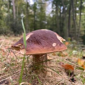 King Bolete