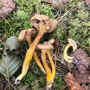Trumpet Chanterelle