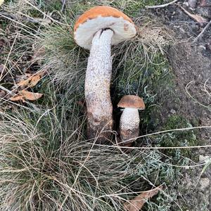 Orange Birch Bolete