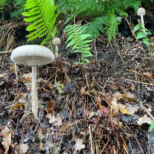 Parasol Mushroom