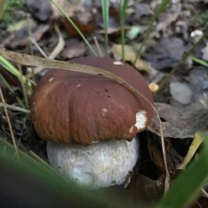 Steinpilz
