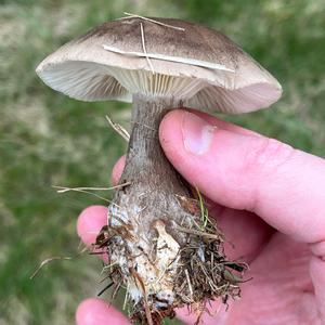 Fat-footed Clitocybe
