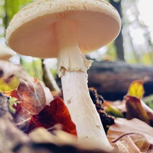 Citron Amanita