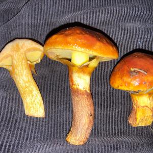 Larch Suillus