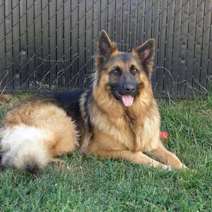 Deutscher Schäferhund