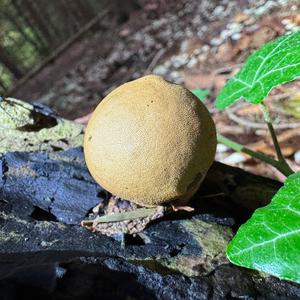 Stump Puffball