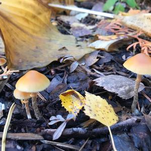 Unknown Species