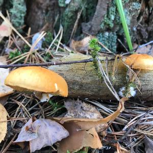 Unknown Species
