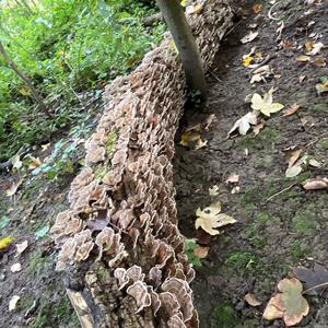 Turkey-tail