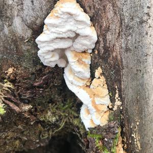 Unknown Species