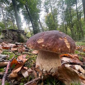 King Bolete