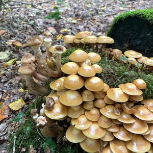 Stockschwämmchen