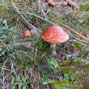 Fliegenpilz