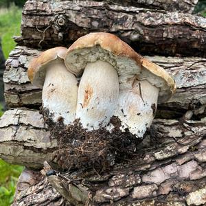 Steinpilz