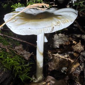 Death Cap