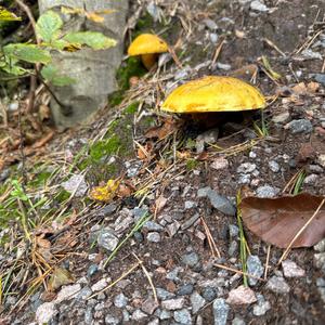 Larch Suillus