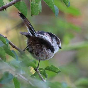 Long-tailed Tit