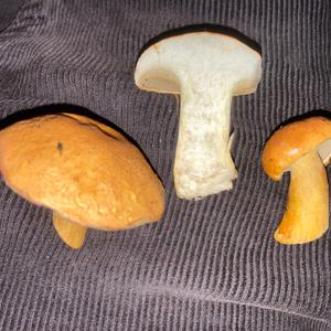 Peppery Bolete