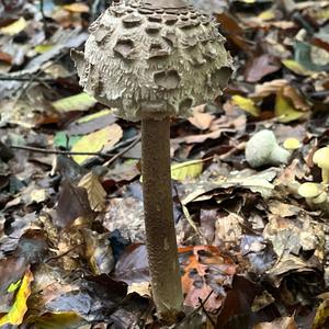 Parasol Mushroom