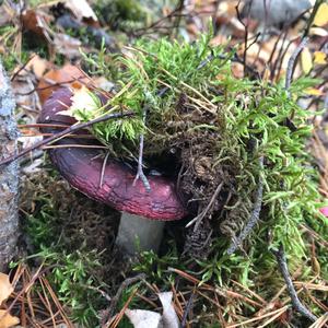 Shellfish-scented Russula