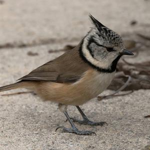 Crested Tit