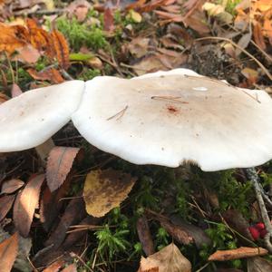 Cloudy Clitocybe