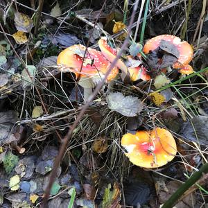 Fliegenpilz
