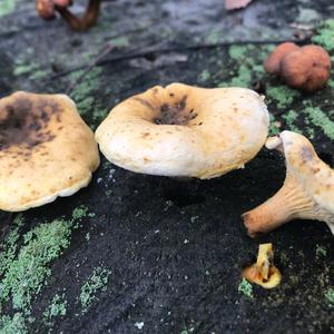 Unknown Species