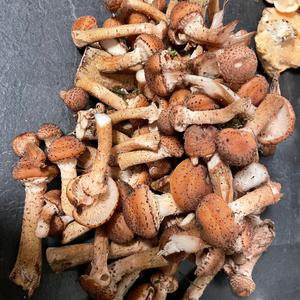 Honey Mushroom