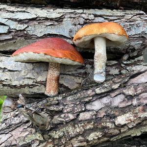 Orange Birch Bolete