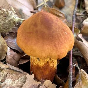 Orangefuchsiger Hautkopf