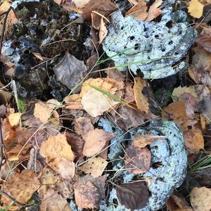 Unknown Species