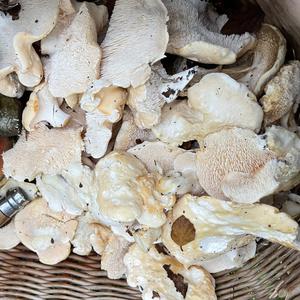 Hedgehog Fungus, Common