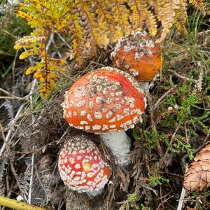 Fliegenpilz