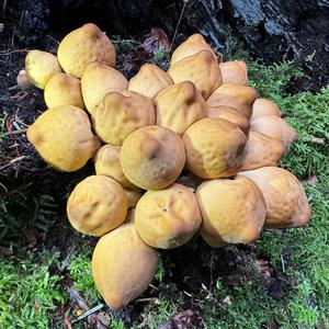 Stump Puffball