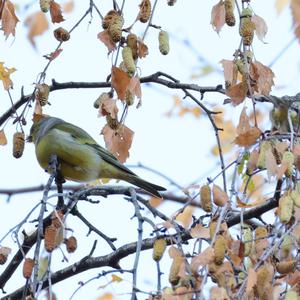 Alpine Citril Finch
