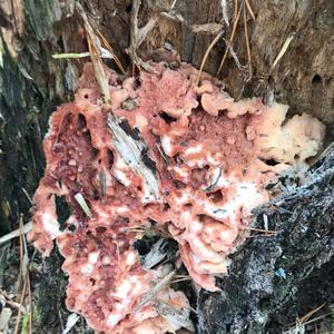 Unknown Species