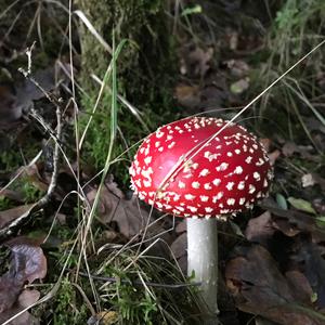 Fliegenpilz