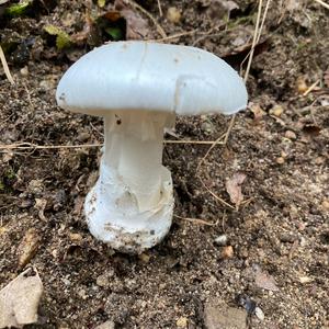 Grüner Knollenblätterpilz