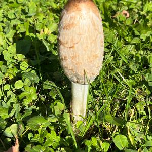 Shaggy Mane