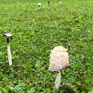 Shaggy Mane