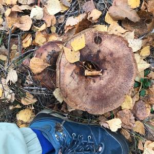 Unknown Species