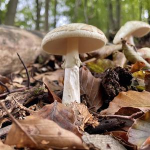 Citron Amanita
