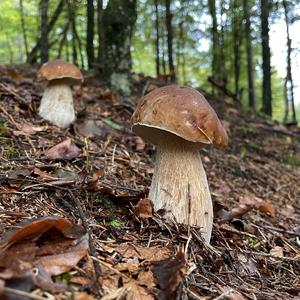 Summer Bolete