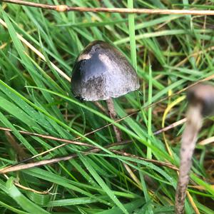 Langstieliger Düngerling