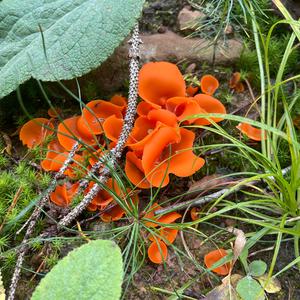 Gemeiner Orangebecherling
