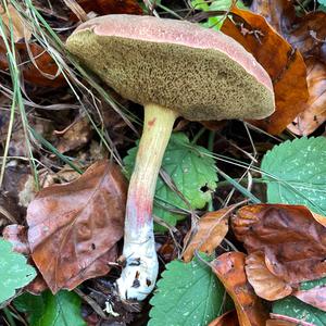Red-cracked Bolete