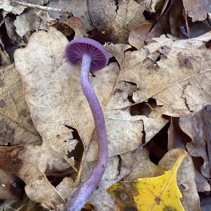 Amethyst Deceiver