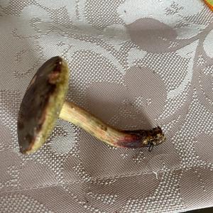 Unknown Species